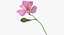 Alstromeria - Pink