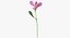 Alstromeria - Pink