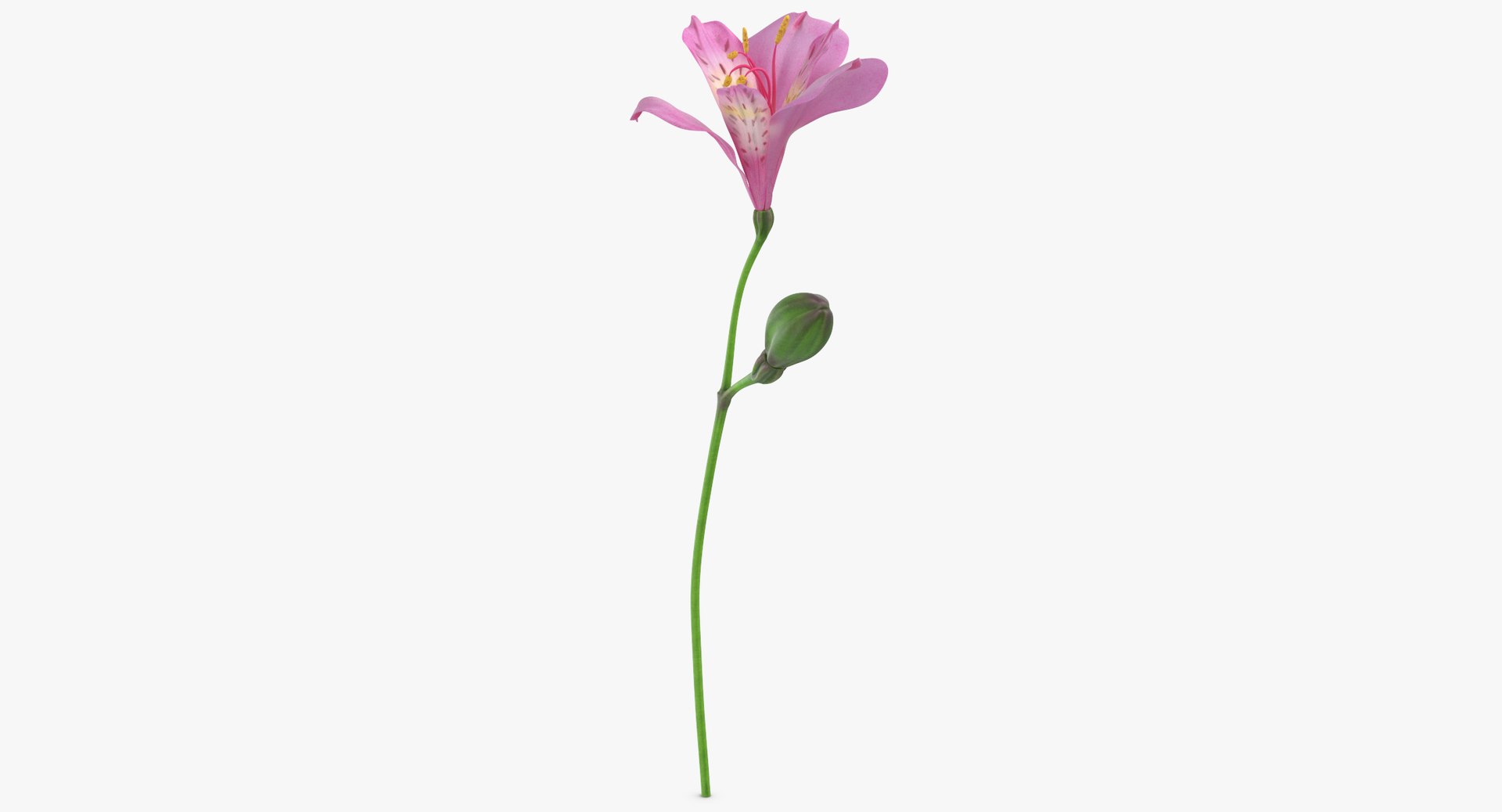 alstromeria pink - 3D https://p.turbosquid.com/ts-thumb/iy/H5ODTY/r2I0MLG2/alstromeria_pink_thumbnail_0002/jpg/1549301231/1920x1080/fit_q87/e2d6acd4a2935237c7b833b93af168d0e62ebf81/alstromeria_pink_thumbnail_0002.jpg