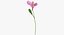 Alstromeria - Pink