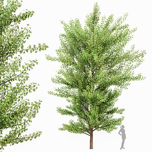 3D Maidenhair Tree Ginkgo Biloba Gardens model