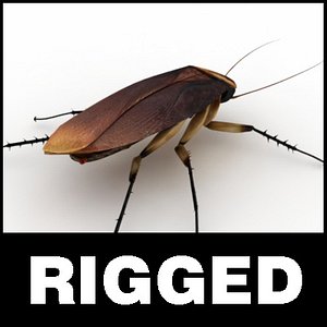 cockroach insect 3ds