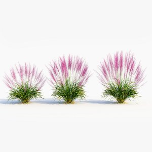 3D Muhly grass c