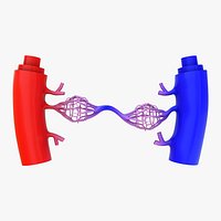 Portal circulatory system