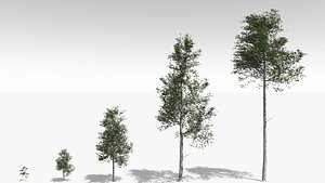 quaking aspen tree growth 3D model