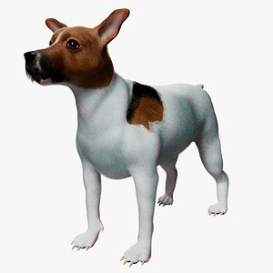 Jack Russell Terrier Dog Real Time
