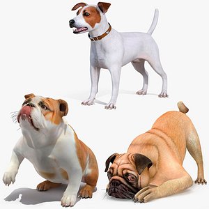 Small Dogs Rigged for Cinema 4D Collection