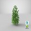 marijuana plant 3D model
