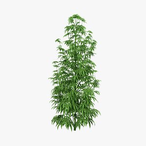 Marijuana Plant