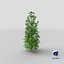 marijuana plant 3D model