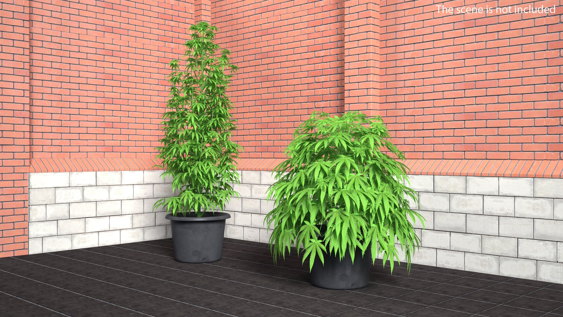 Marijuana Plant 3D model preview