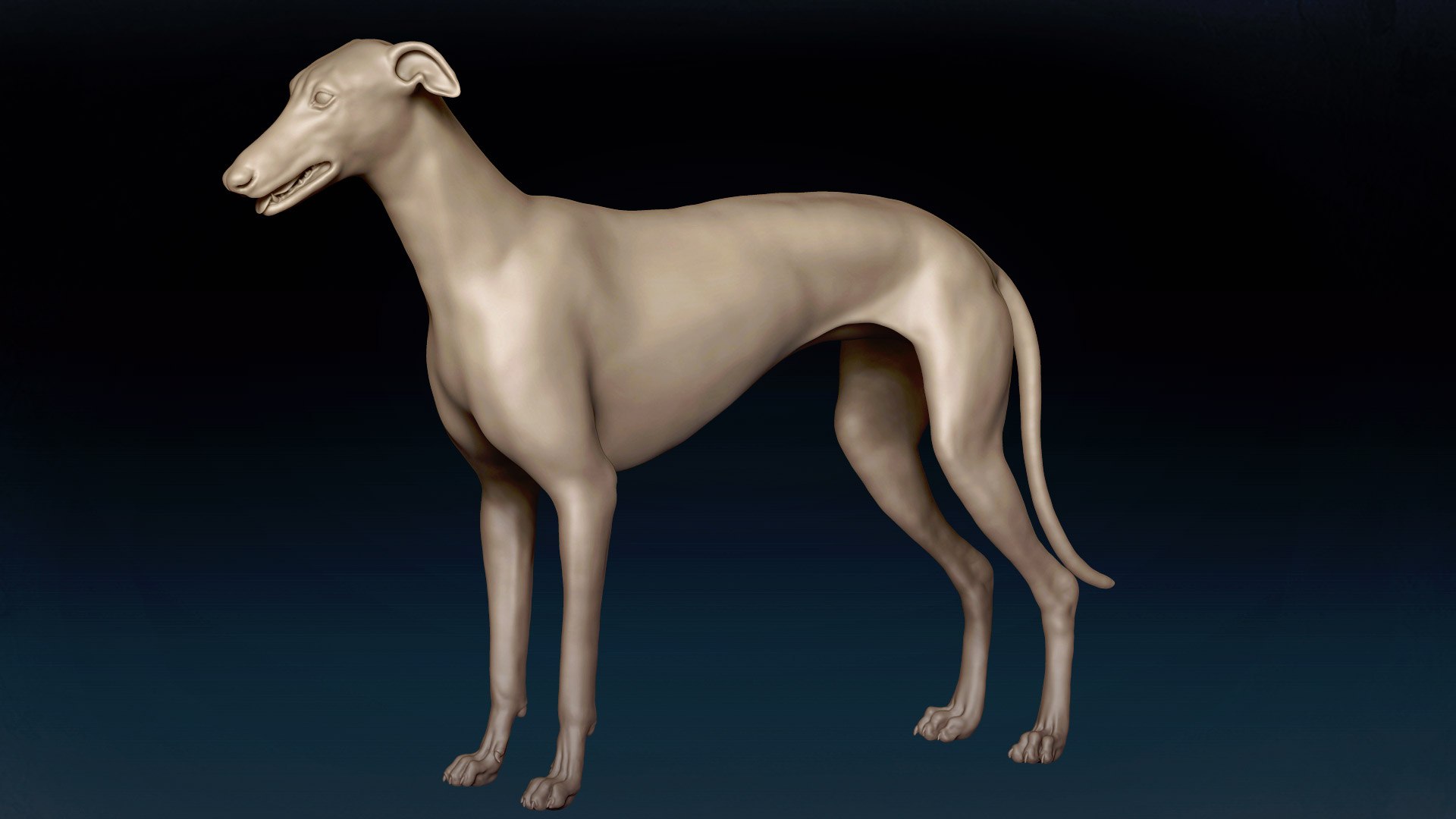 Greyhound Base Mesh 3D Model 3D Model - TurboSquid 1863574