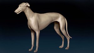 Greyhound Base Mesh 3D model 3D model