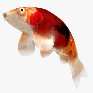Japanese Carp Fish Rigged L1723 3D model