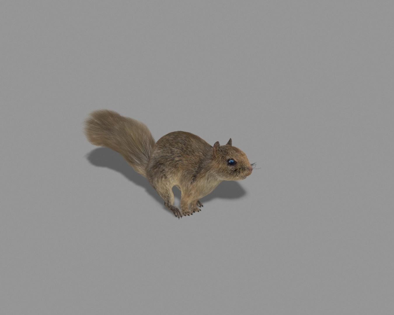 3d Squirrel Rigged Model
