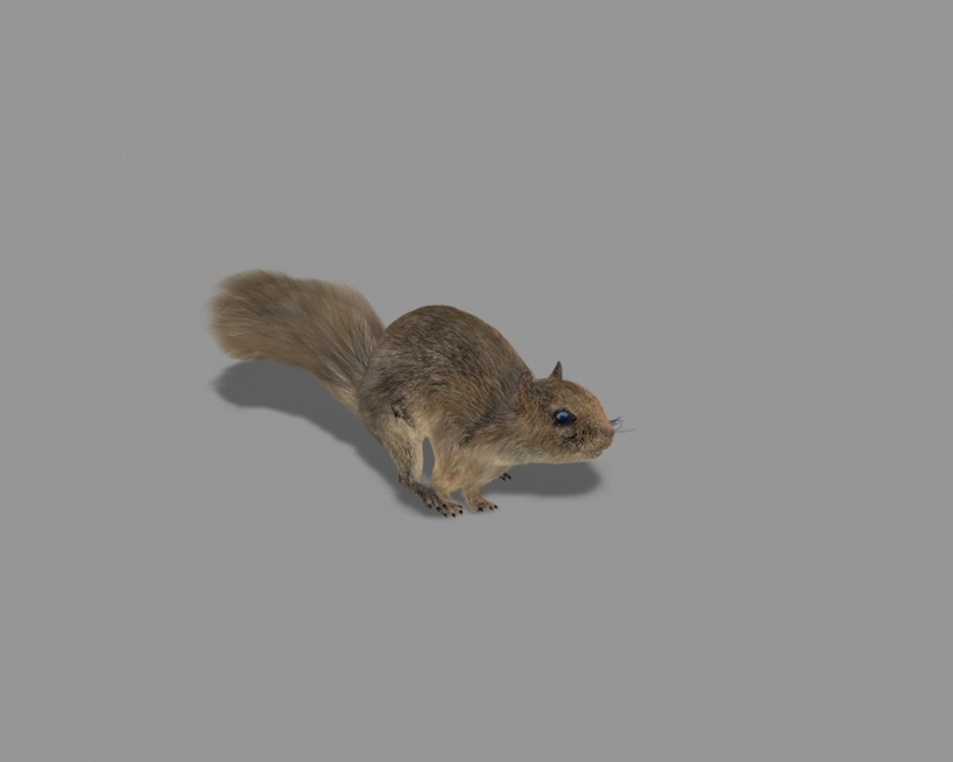 3d Squirrel Rigged Model