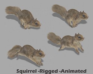 3d squirrel rigged model