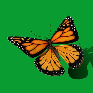 Monarch Butterfly 3D model