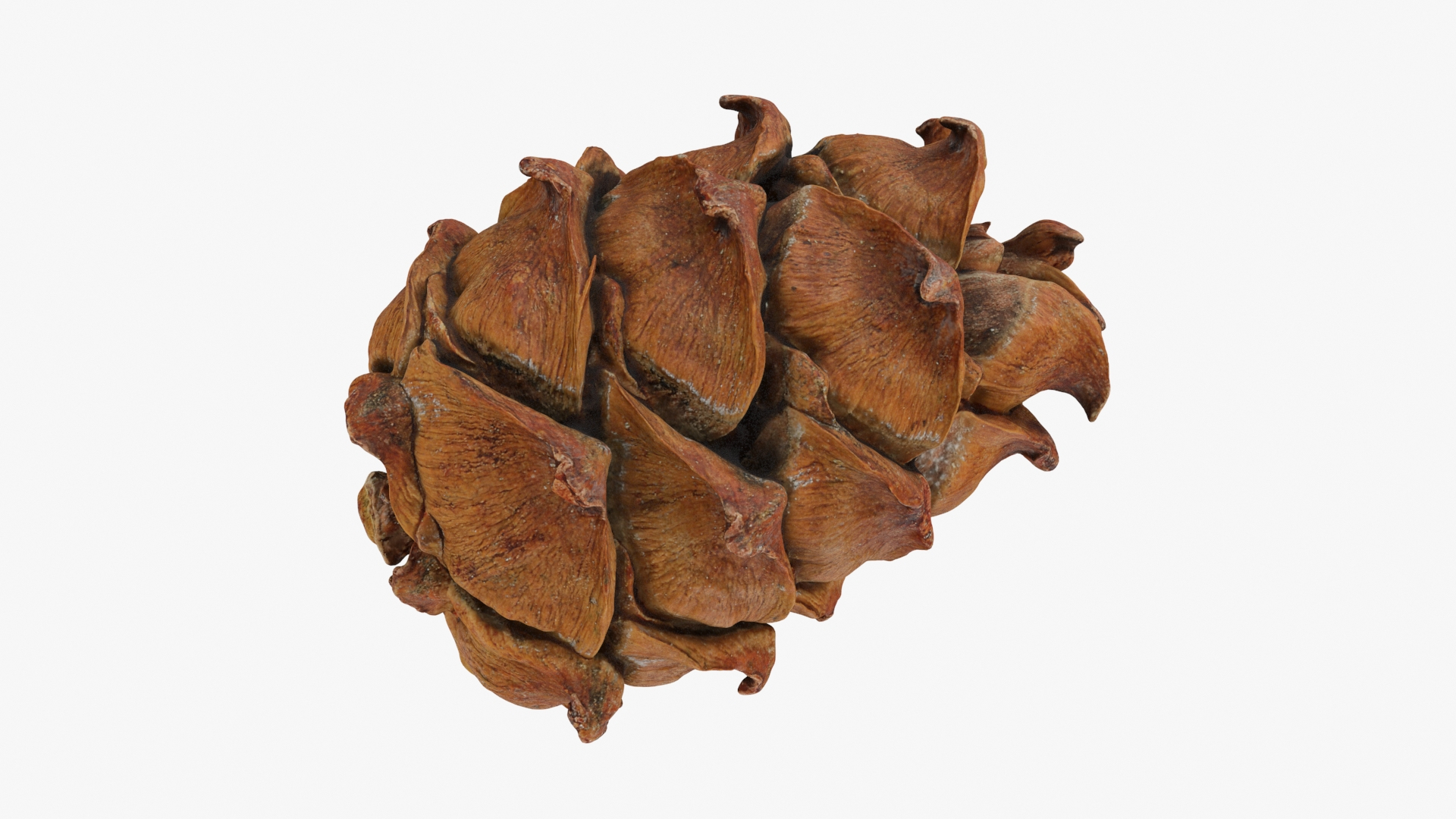 Pine Nut Taiga Collection model https://p.turbosquid.com/ts-thumb/iz/XmdO3g/kl/pinetaiga02/jpg/1728326041/1920x1080/turn_fit_q99/c818d8e84a9bc539741a25c54083a0048c61c35a/pinetaiga02-1.jpg