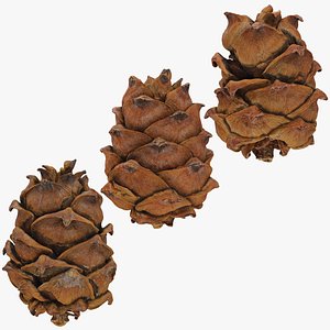 Pine Nut Taiga Collection model