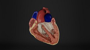 Human Anatomy-Cardiovascular-Heart Cut Section 3D model