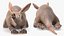 Afrikanische Tiere für die Maya-Kollektion 2