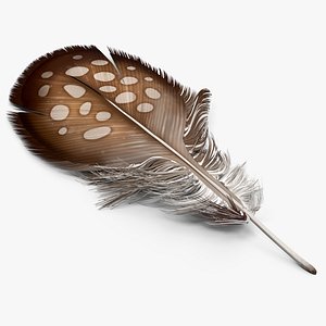 Helmeted Gvineafowl Feather