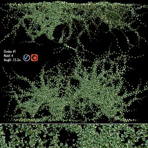 Hedera algeriensis - Algerian Ivy 03