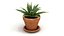 plants potted 3d max