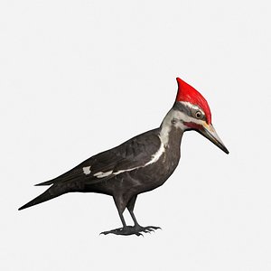 3d pileated woodpecker