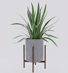 3D yucca plant