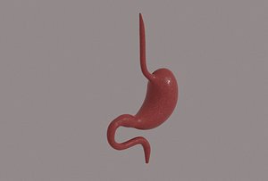 Stomach 3D model