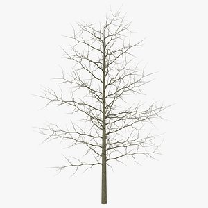 3d red oak young tree winter