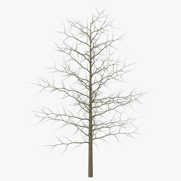 3d red oak young tree winter