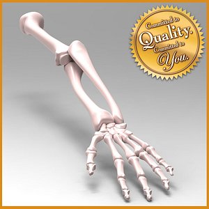 3d model human arm skeleton