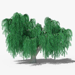3D model Weeping Willow v3