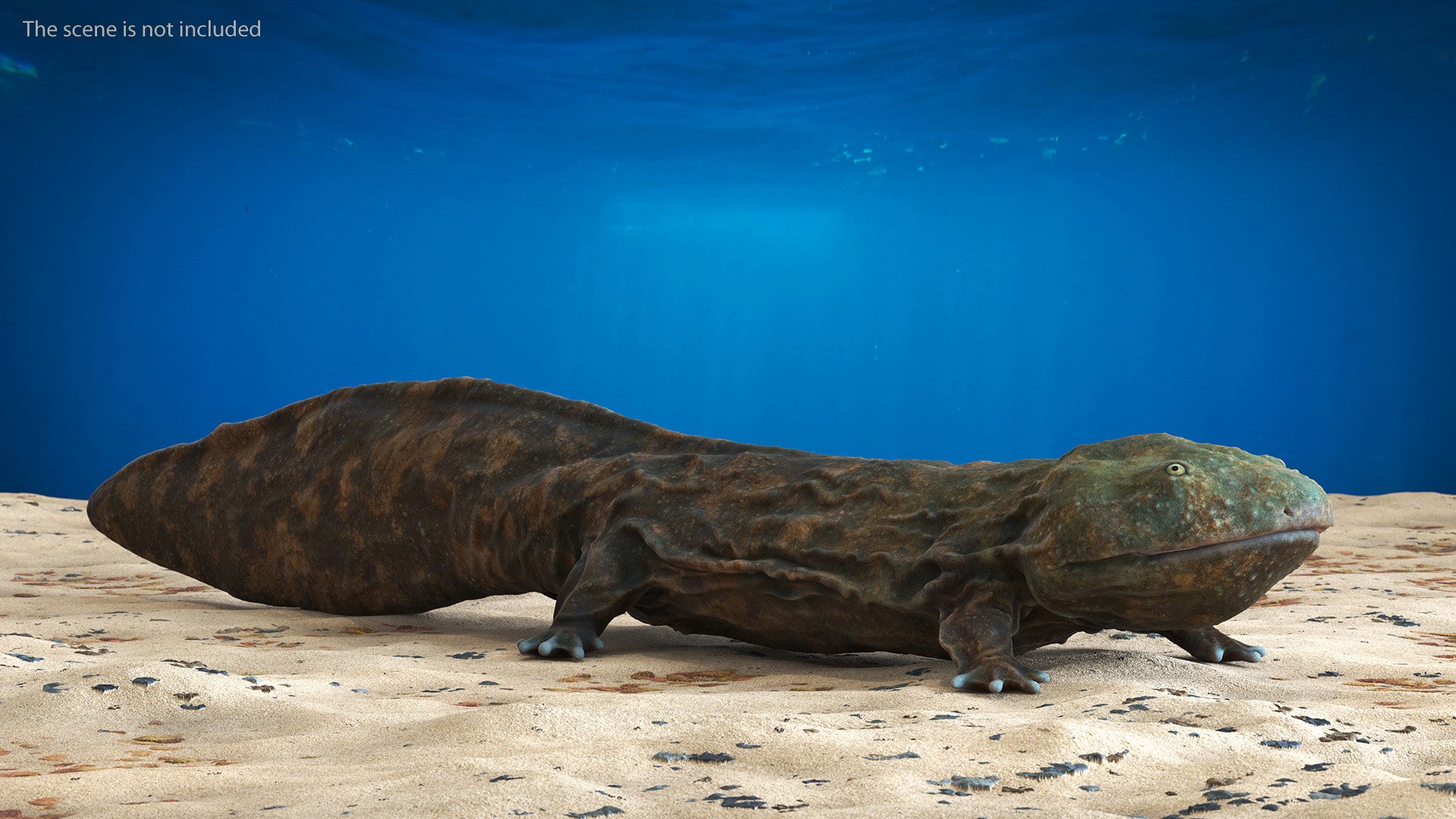 Aquatic Salamander Light Rigged 3D https://p.turbosquid.com/ts-thumb/j0/b6nK5H/EL/aquaticsalamanderlightrigged3dsmodel006/jpg/1717806219/1920x1080/fit_q87/9e131a2a9e12652216ed7fe81e0208617776dd42/aquaticsalamanderlightrigged3dsmodel006.jpg