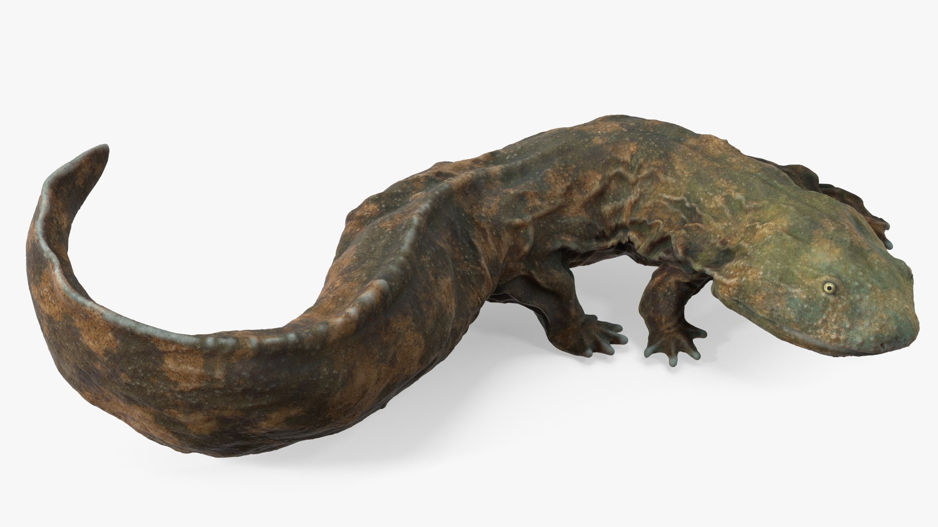 Aquatic Salamander Light Rigged 3D model preview