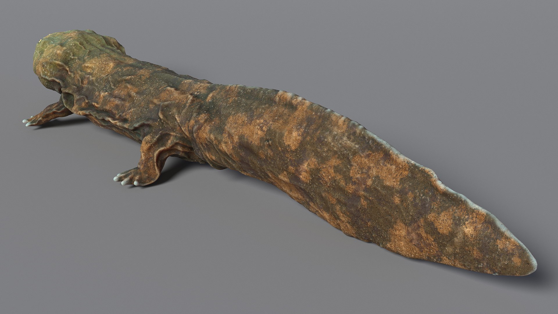 Aquatic Salamander Light Rigged 3D https://p.turbosquid.com/ts-thumb/j0/b6nK5H/VN/aquaticsalamanderlightrigged3dsmodel011/jpg/1717806236/1920x1080/fit_q87/e79817a3fe3421ef78a181d89962ce27820407c1/aquaticsalamanderlightrigged3dsmodel011.jpg