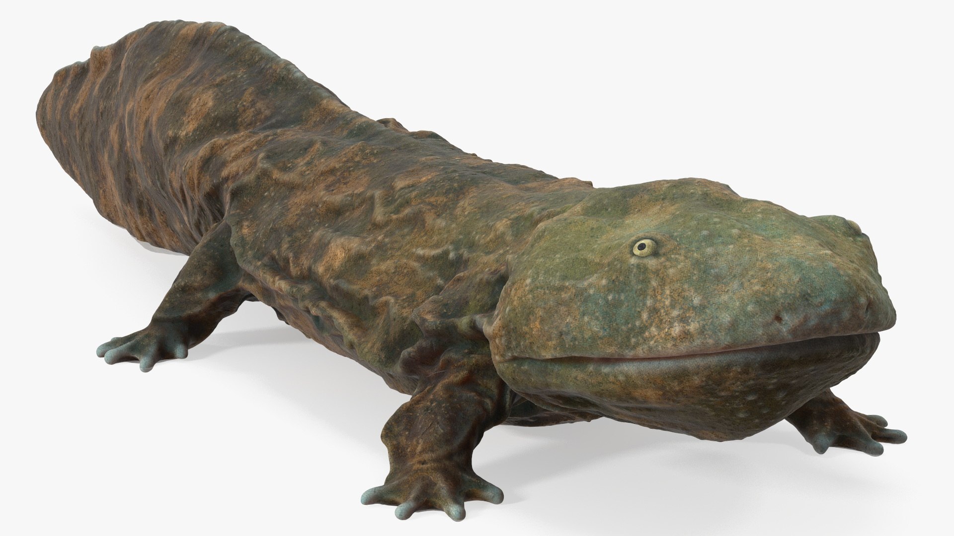 Aquatic Salamander Light Rigged 3D https://p.turbosquid.com/ts-thumb/j0/b6nK5H/oz/aquaticsalamanderlightrigged3dsmodel013/jpg/1717806243/1920x1080/fit_q87/16d4e8c01795f3c557630423bbd3b3f17bd35dcb/aquaticsalamanderlightrigged3dsmodel013.jpg