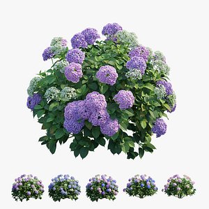 Hydrangea Plant set 25