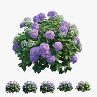 Hydrangea Plant set 25