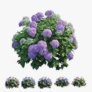 Hydrangea Plant set 25