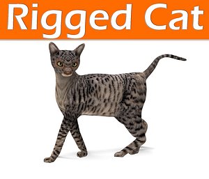 3D cat rigged