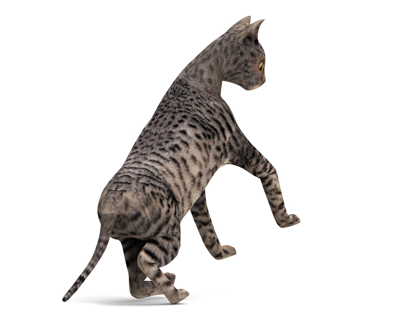 3D Cat Rigged - TurboSquid 1197890