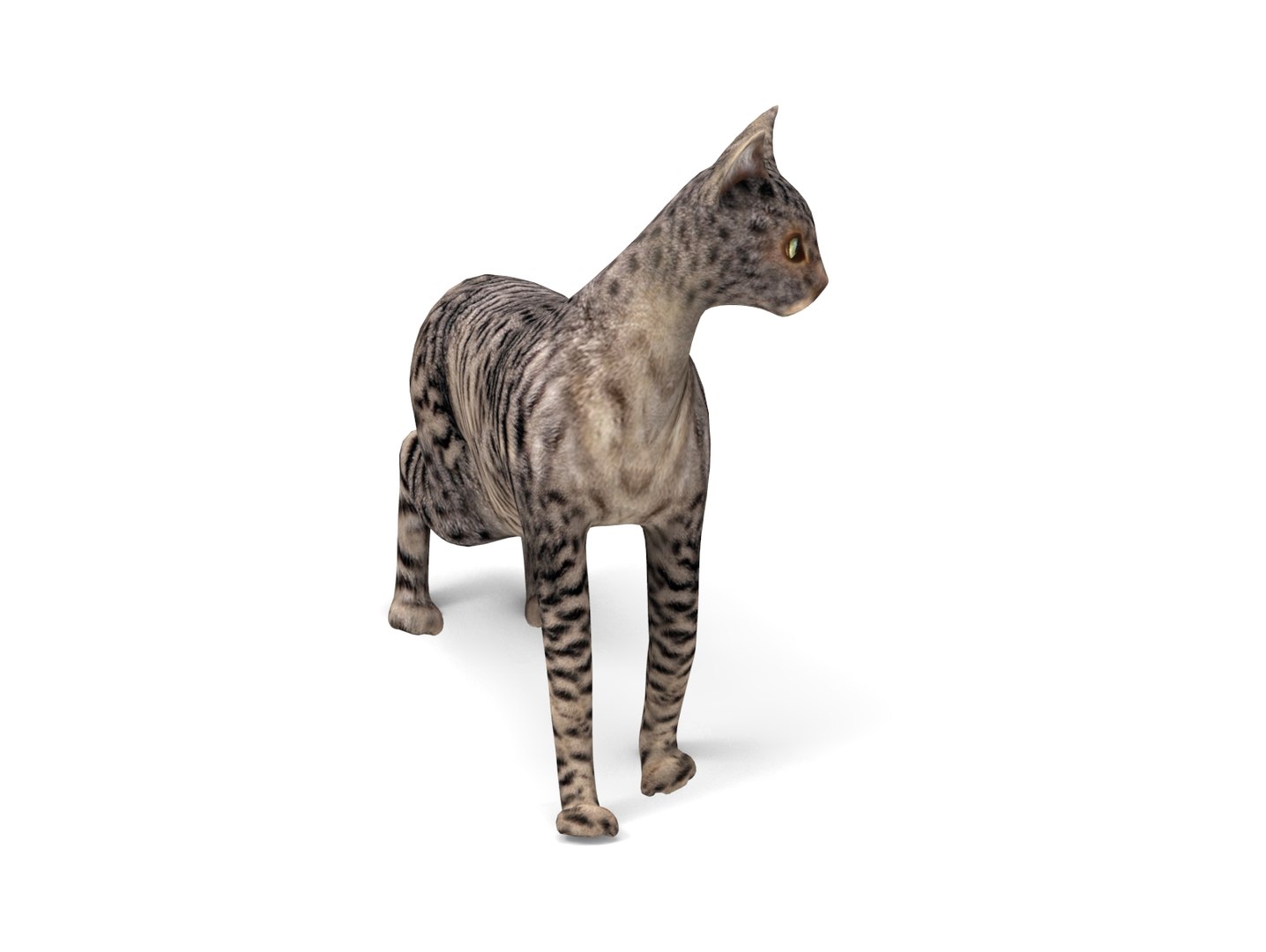 3D Cat Rigged - TurboSquid 1197890