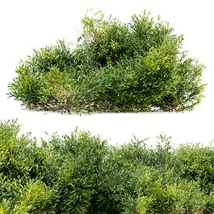 Bayberry bush