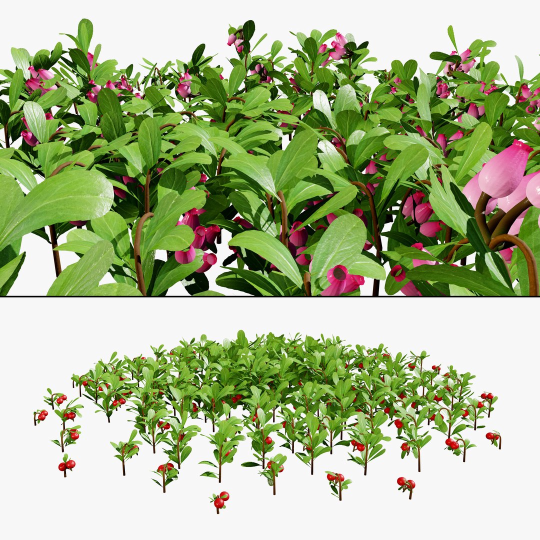 Free Massachusetts Hybrid Kinnikinnick Bearberry Plants Collection 3D ...