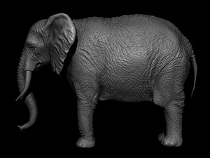 african elephant 3D