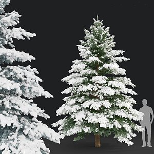3D Picea pungens winter 03
